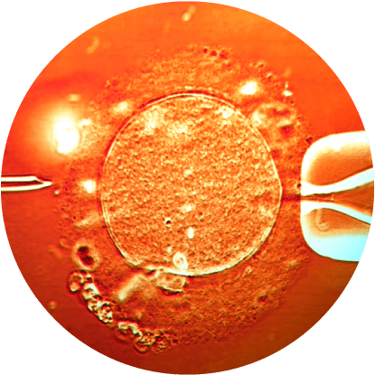 Embryology IVF Fertility Lab